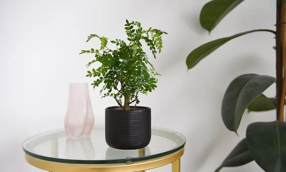 Bonsai Mix in Round Ceramic Pot - Up to 3 Plants