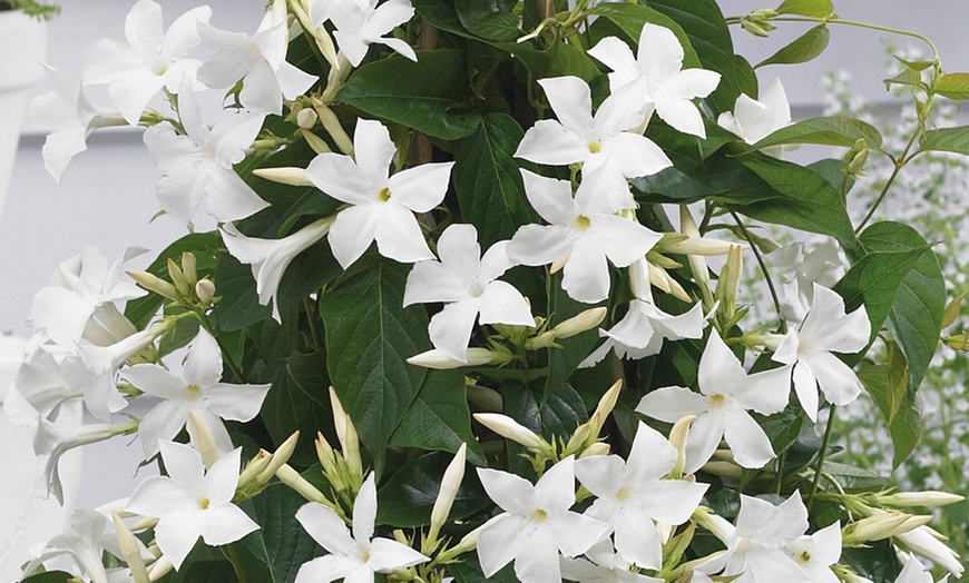 Image 6: Exotic Mandevilla Trio