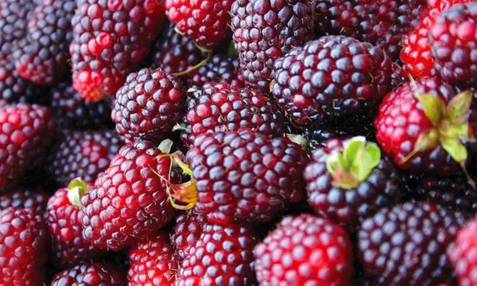 Brandywine Raspberries Bare Root Plant - Primary Image