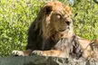 Découvrez 60 espèces d'animaux des 5 continents avec 1 ou 2 entrées adulte et/ou enfant au zoo de Maubeuge - Second Medium