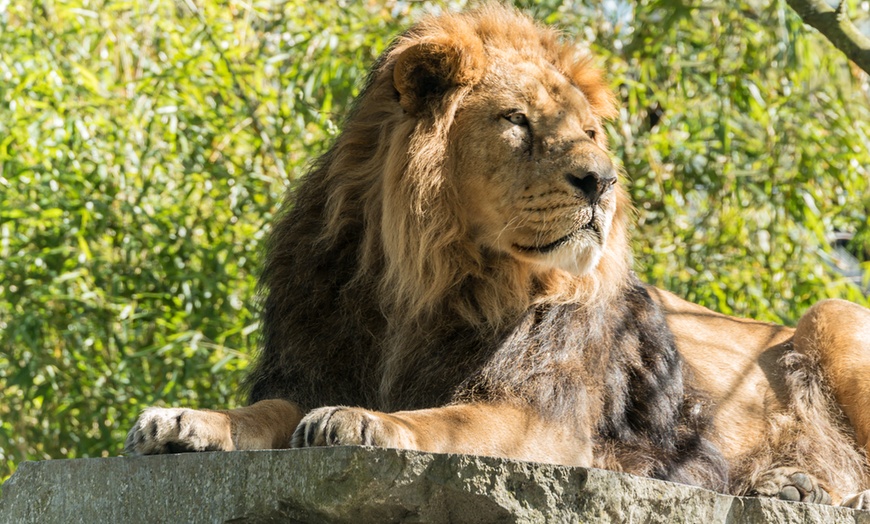 Image 5: Plongez dans la faune et la flore luxuriante du Zoo de Maubeuge