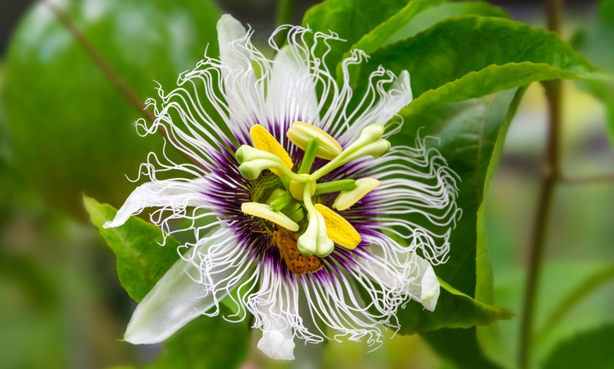 Image 1: One, Three or Five Passiflora edulis Frederick Potted Plants