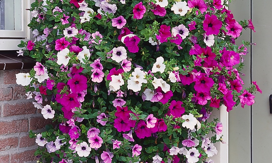 Image 4: Up to 30 Petunia Trailing Plants