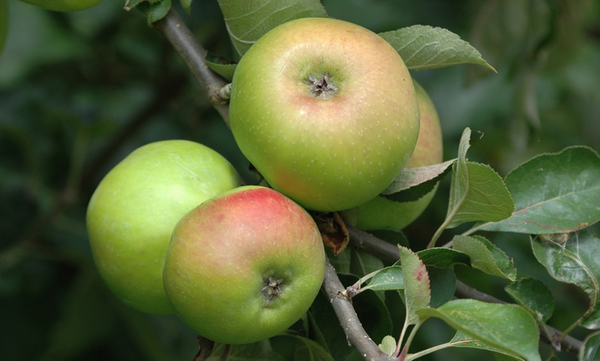 Image 7: Three-Tree Orchard Collection