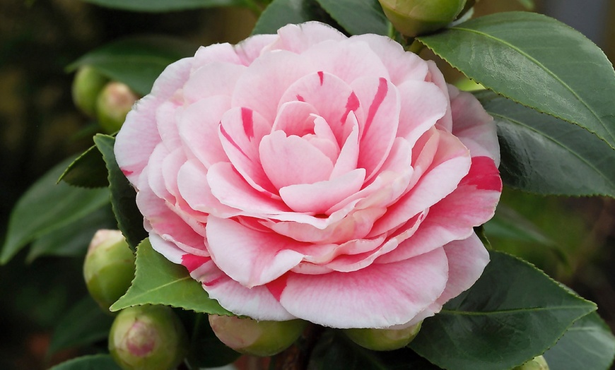 Image 5: 1 ou 2 plantes de camélia du Japon