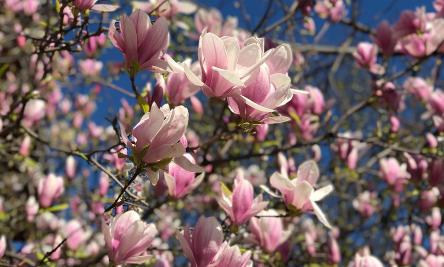 Image 3: 3 of 6 Magnolia planten van OH2