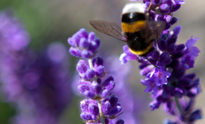 Image 4: Set 6 piante Lavandula Angustifolia