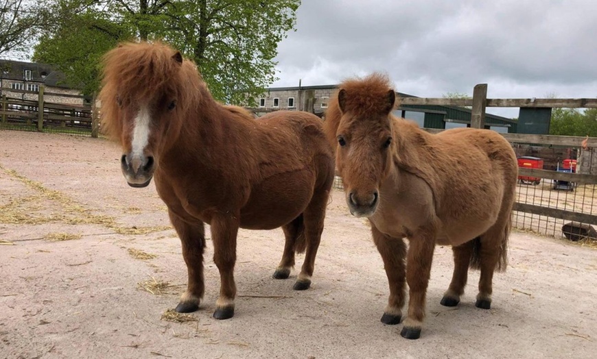 Image 11: Cream Tea and Sandwich at Ferne Animal Sanctuary