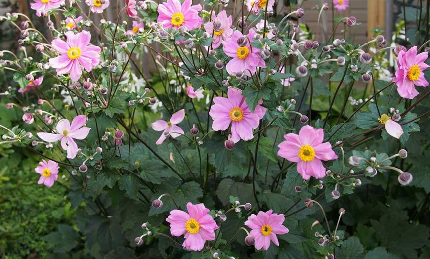 Image 1: Anemone Serenade Plug Plant