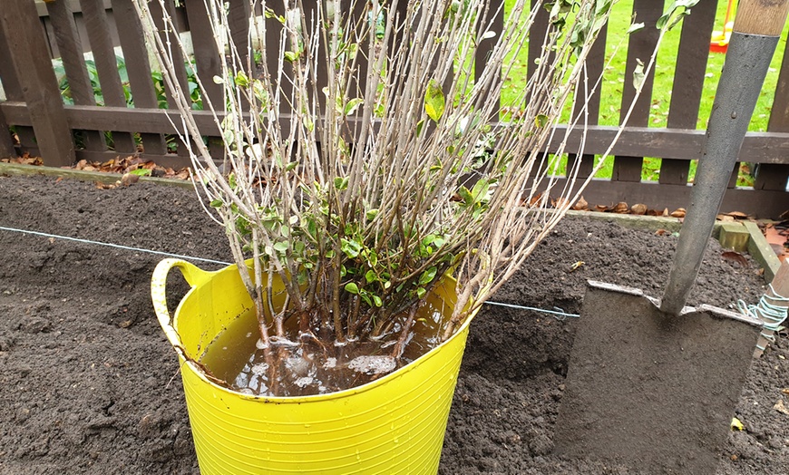 Image 4: Green Privet Hedge Plants