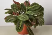 Maranta Red Prayer Plant in 4" and 6" Sizes with Free Shipping - Indoor and Outdoor Plants Up to 24% Off - Second Medium