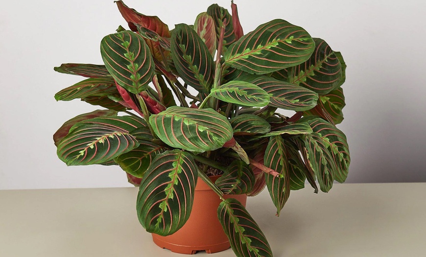 Image 3: Stunning Foliage: Adorn Your Space with a Maranta Red Prayer Plant from House Plant Shop with Free Shipping Up to 15% Off