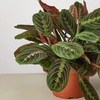 Image 3: Maranta Red Prayer Plant in 4" and 6" Sizes with Free Shipping Up to 24% Off