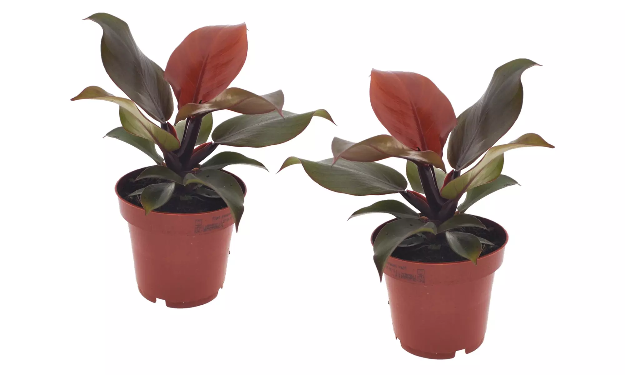 1 o 2 plantas de Filodendro Sun Light de Rootz para interiores - Second Medium