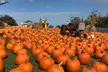 Fall Adventure: Pumpkins, Hayrides, Petting Zoo, and Other Farm Treats and Fun for 1-4 People at Apple Ridge Orchards - Second Medium