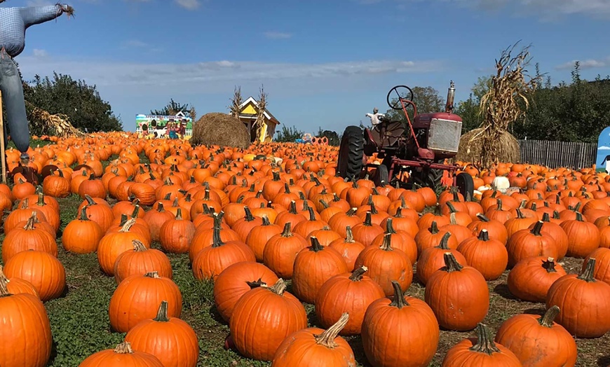 Image 7: Farmtastic Day to Pick Your Own Pumpkins, Solo or Family of 1-4 People