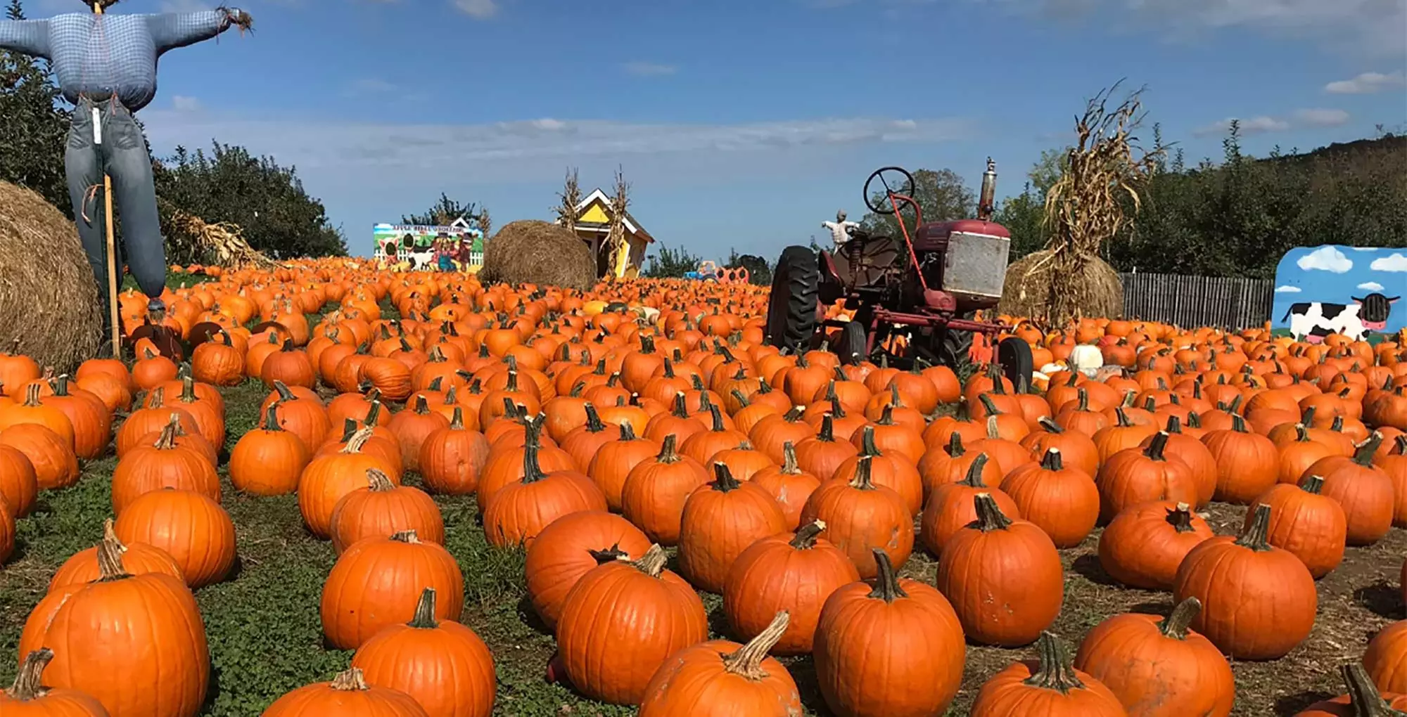 Farmtastic Day to Pick Your Own Pumpkins, Solo or Family of 1-4 People