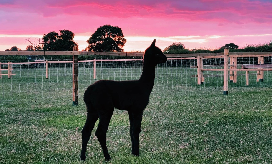 Image 4: Up to 27% Off on Farm Tour at Wetley Moor Alpacas