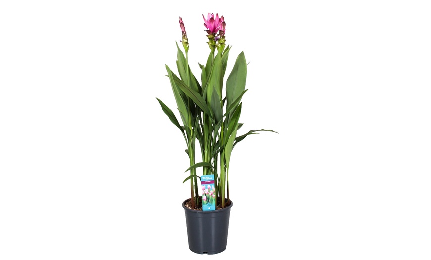 Image 8: 2 of 4 Curcuma Al Siam Splash planten