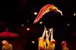 Cirque du Soleil: OVO - From $56 - Wilkes-Barre Township | Groupon