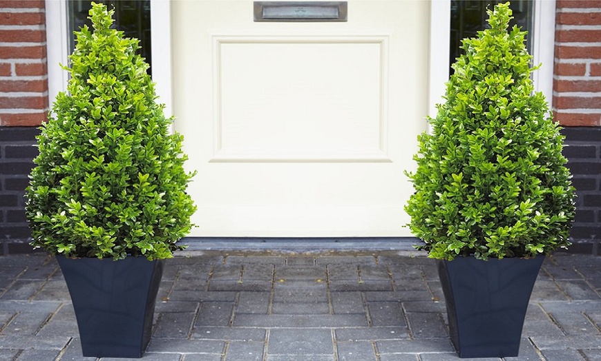 Image 1: Premium Topiary Buxus Pyramids