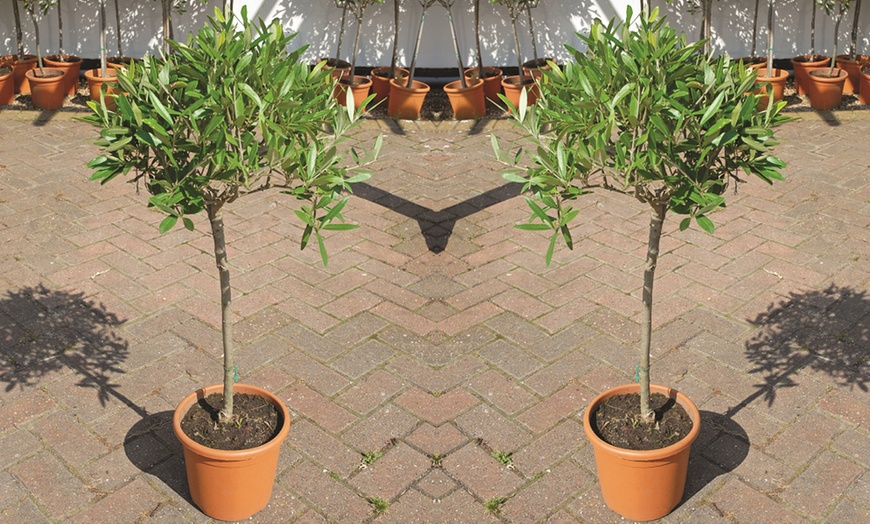 Image 5: One or Two Olive Standard Tree with Optional Patio Pot 