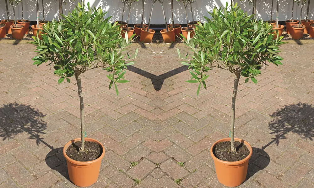 Olive Standard Tree – 1 or 2 Plants with Optional Patio Pot