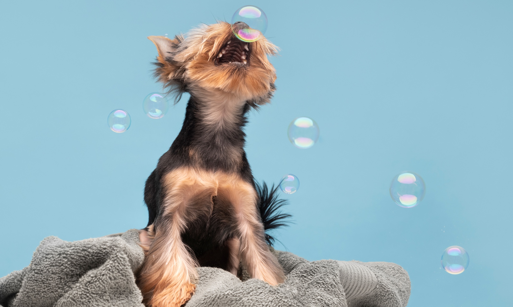 Hasta 46% de dto. en Mascotas - Aseo/Salón en Peluqueria Canina Rental Gos