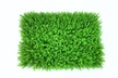 Up to 54% Off on Customizable Outdoor Home Decor at FASHION AND FASCINATING MERCHANDISE LLC - Second Medium