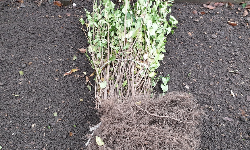 Image 6: 5 or 15 Copper Beech Hedging