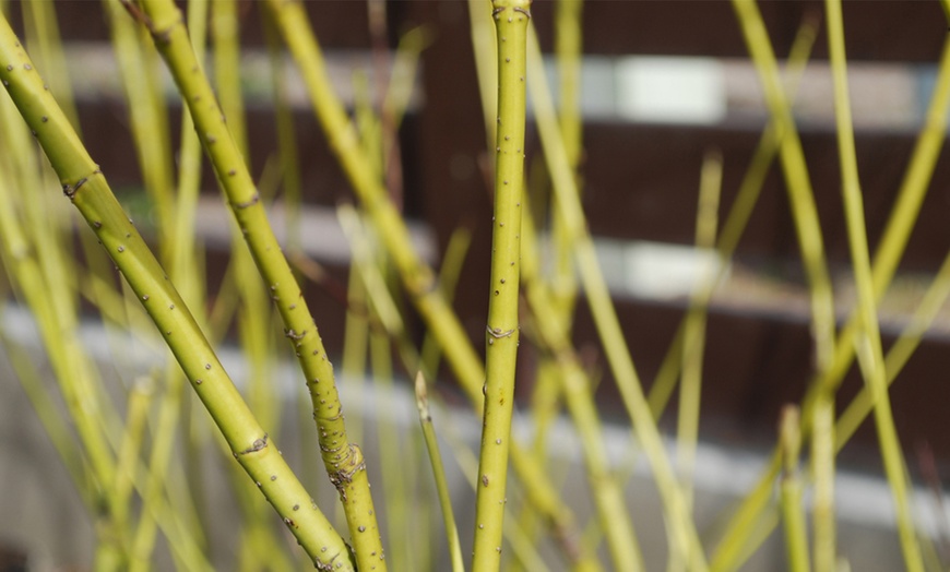 Image 7: Cornus Winter Stems Collection