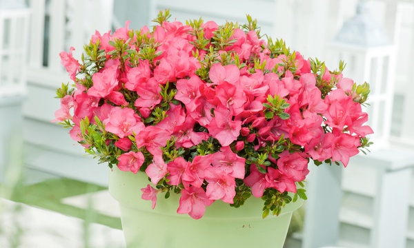 Set de plantas azalea japonesa | Groupon