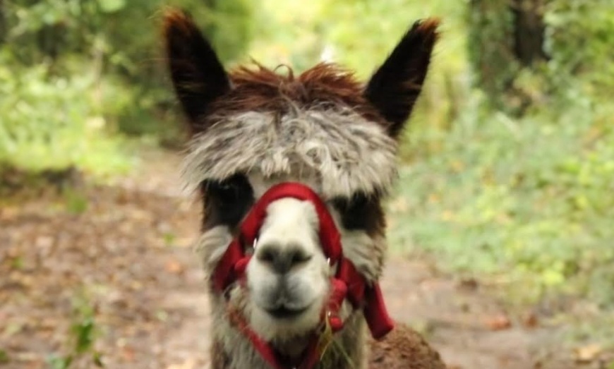 Image 3: Enjoy a Fun Farm Walk and Alpaca Meet for One, Two, or Four People