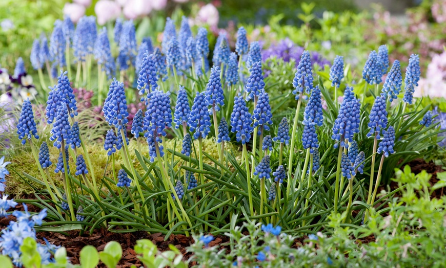 Image 2: Muscari d'Arménie