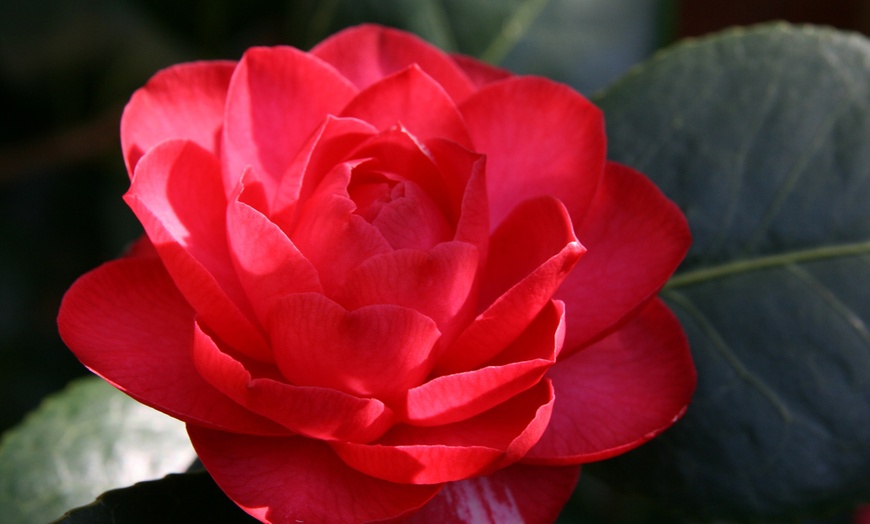 Image 3: Set van 3 of 6 Japanse rozen 'Camellia' van OH2