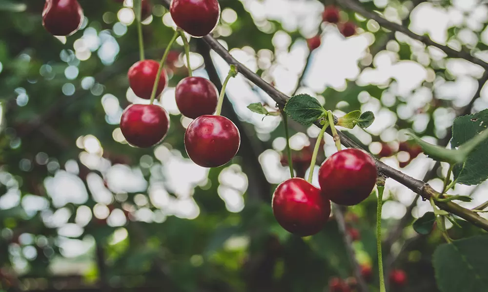 Set van 3 (2-3 jaar oude) fruitbomen: appel, peer en zoete kers