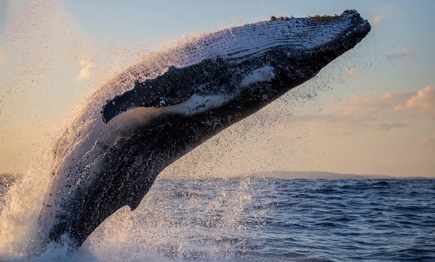 Image 2: Join Captain Dean Aboard Barefoot Blue for Whale Watching!