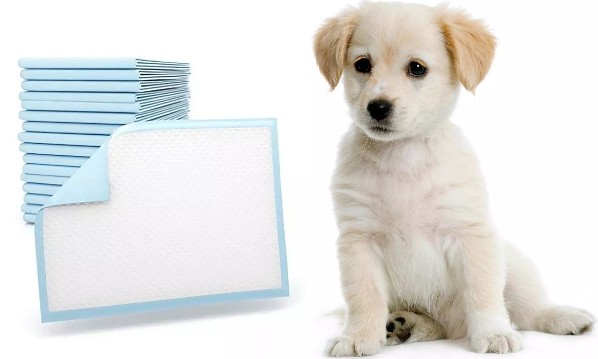 50, 100 o 150 tappetini per cani con adesivi