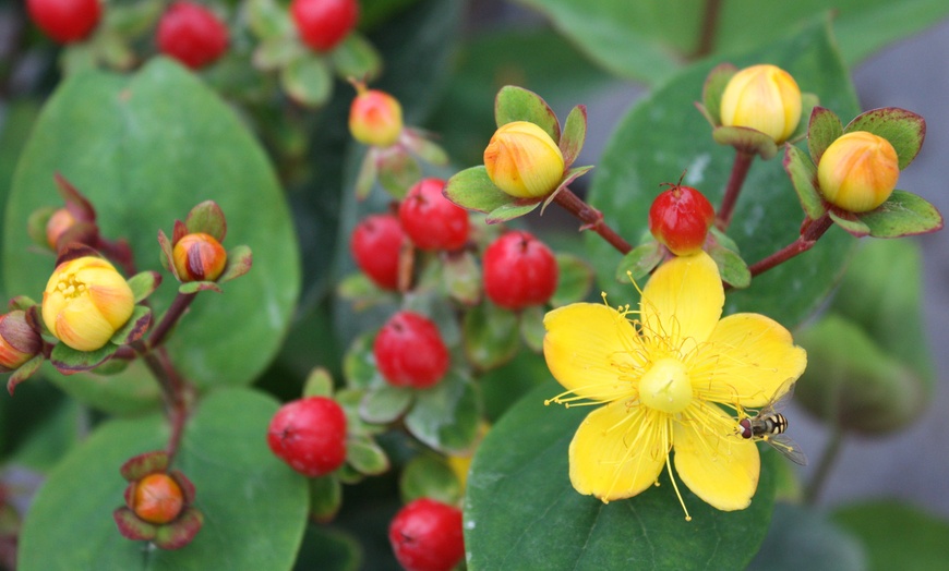 Image 1: Hypericum Miracle Marvel-planten