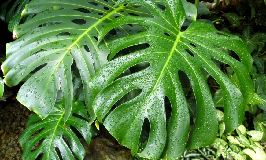 Image 6: 1 o 2 piante di Monstera Deliciosa