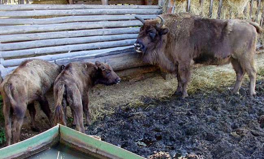 Image 5: Entdecke Wildtiere hautnah: Eintritt Wildpark Johannismühle