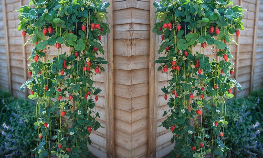 Image 2: 6 or 12 Strawberry 'Mount Everest' Plants