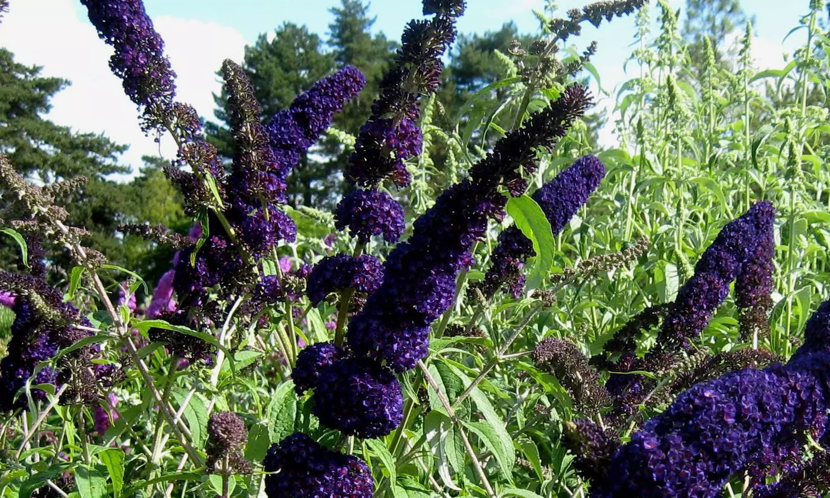 Set da 3 o 6 piante di Buddleja