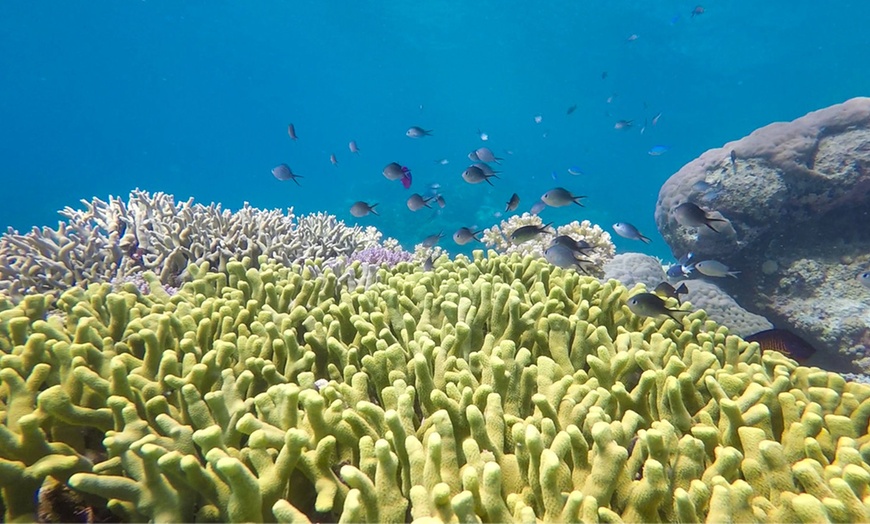 Image 4: 4-Hr Snorkelling Island Adventure