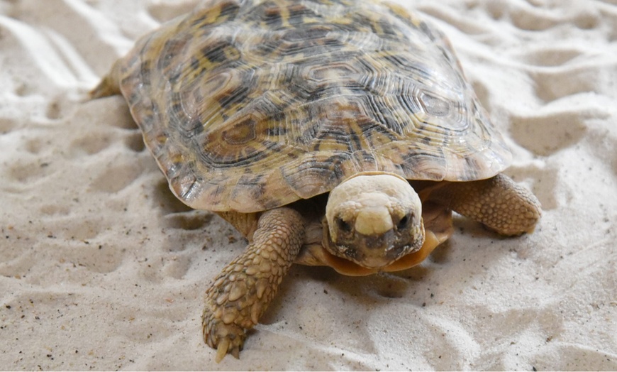 Image 11: Tiergarten Kleve – Ticket für 2 Erwachsene / 1 Kind, gültig bis 09.10.
