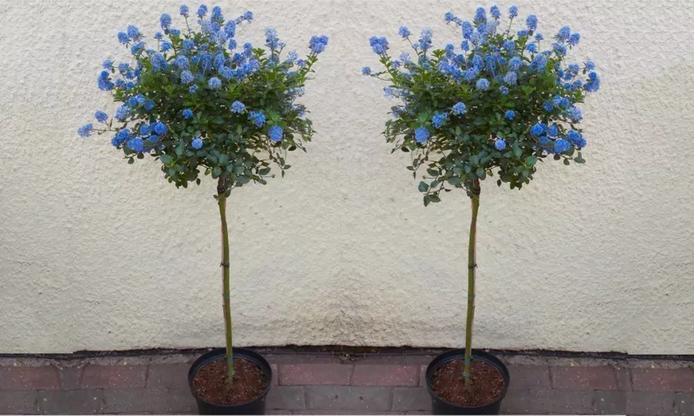 Pair of Evergreen California Lilac Trees with Optional Planters - Primary Image