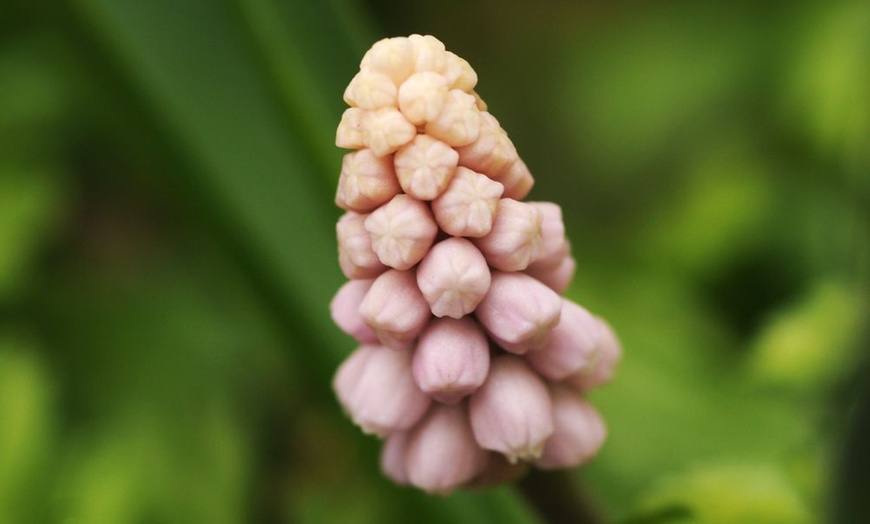 Image 4: Up to 20 Bulbs of Muscari Pink Sunrise