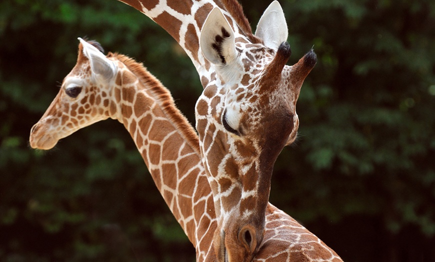 Image 7: Tageskarte Kölner Zoo & Aquarium