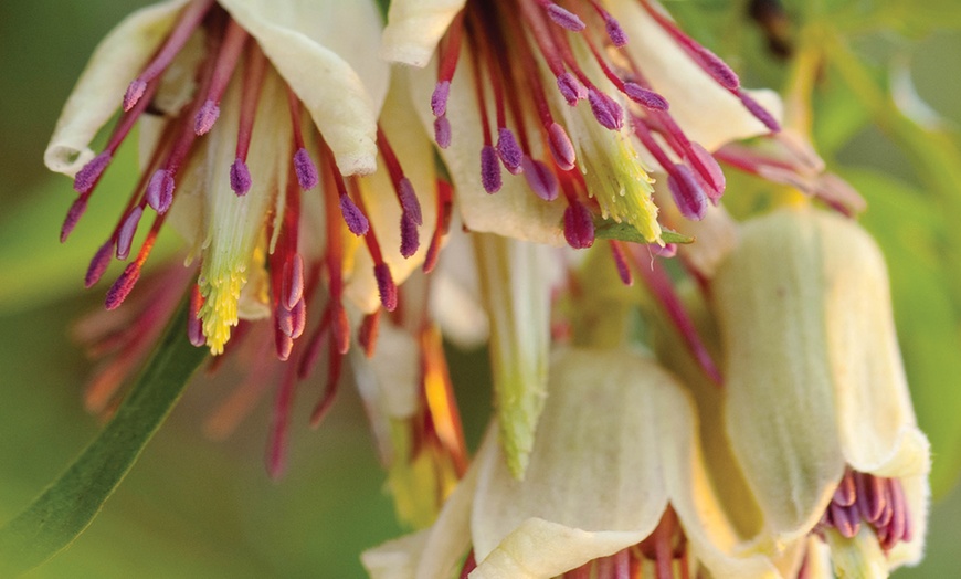 Image 3: Winter Flowering Clematis Plants