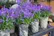 Lot de 3 ou 6 plante de campanule 'Intens Purple' - Image 3